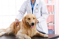 犬類防疫證APP開發 開啟文明養犬時代
